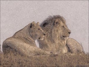 Lee más sobre el artículo Leona, león y burros